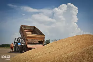 Уборка урожая &copy;&nbsp;Елена Синеок. ЮГА.ру