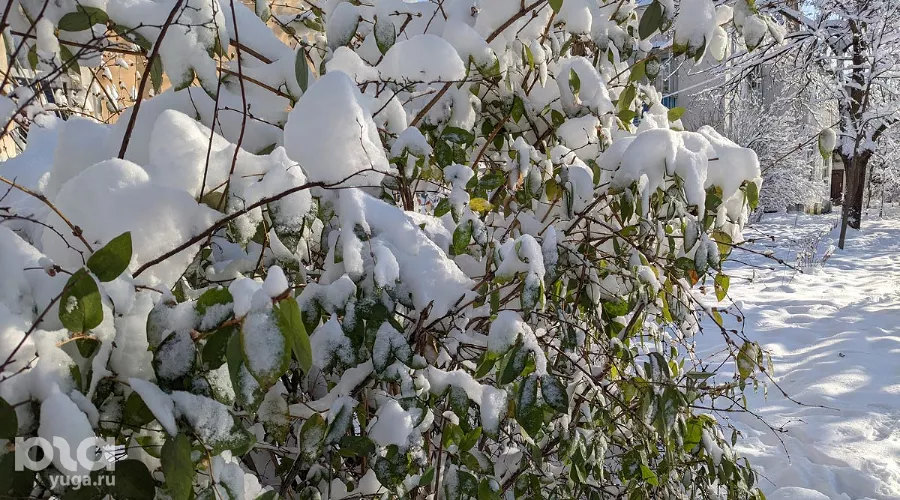  &copy;&nbsp;Фото Александры Прохоренковой-Аксеновой, Юга.ру