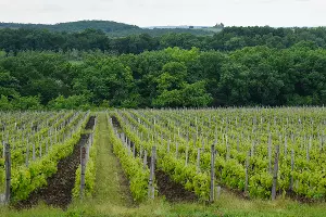 Виноградники &copy;&nbsp;Фото Елены Синеок, Юга.ру