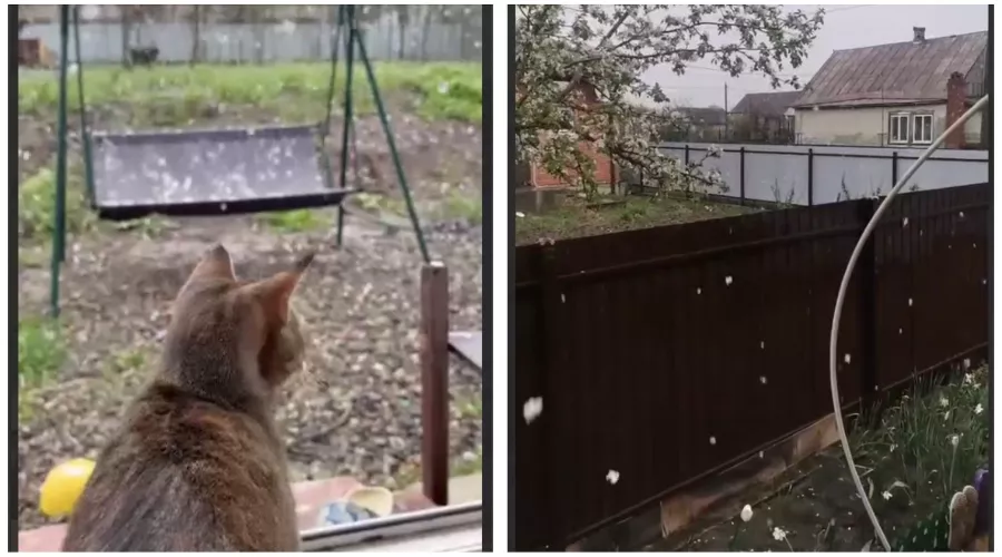  &copy;&nbsp;Скриншот из телеграм-канала &laquo;Телетайп&raquo; https://t.me/tipichkras/62200