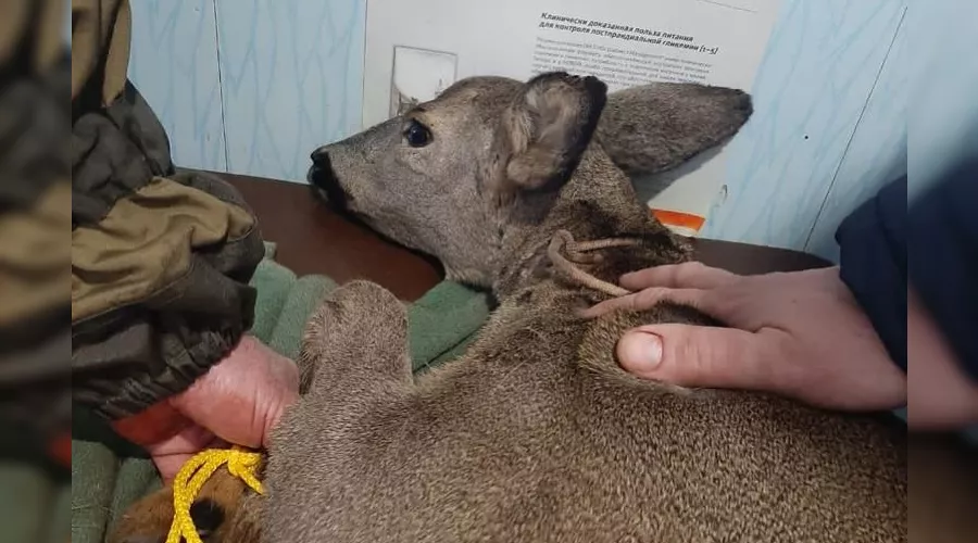  &copy;&nbsp;Фото пресс-службы Сочинского национального парка