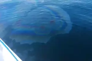  &copy;&nbsp;Скриншот видео из инстаграма &laquo;Андрей Новости Новороссийска&raquo;, instagram.com/novosti_novorossiyska/