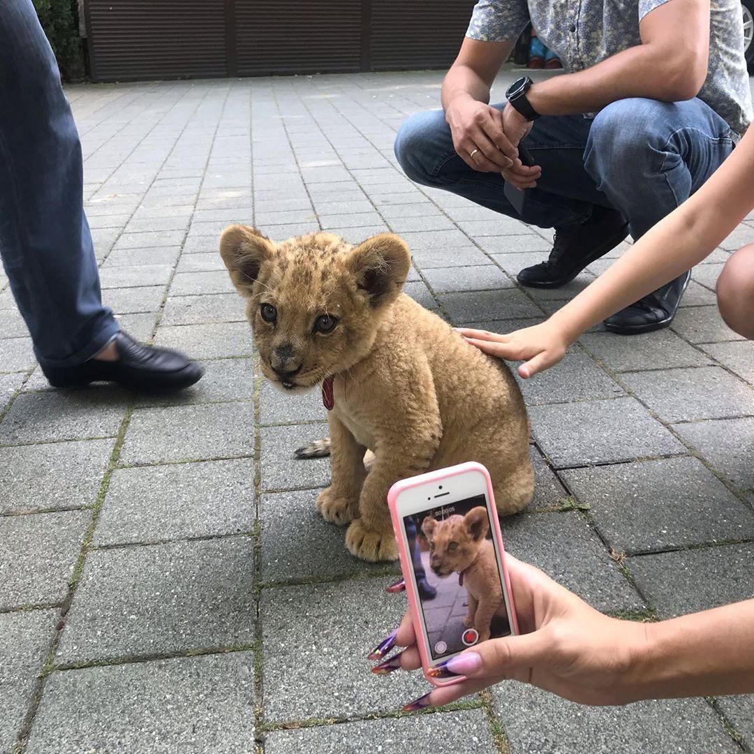 Львенок Фото Животного