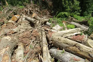 Незаконная вырубка леса в Карачаево-Черкесии &copy;&nbsp;Фото предоставлено пресс-службой WWF