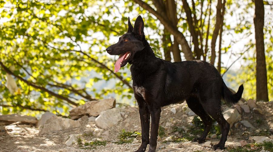  © Фото пресс-службы курорта «Роза Хутор»