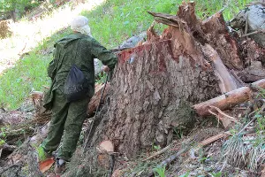 Незаконная вырубка леса в Карачаево-Черкесии &copy;&nbsp;Фото предоставлено пресс-службой WWF