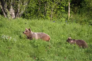 Бурые медведи &copy;&nbsp;Фото из группы vk.com/kavzapoved