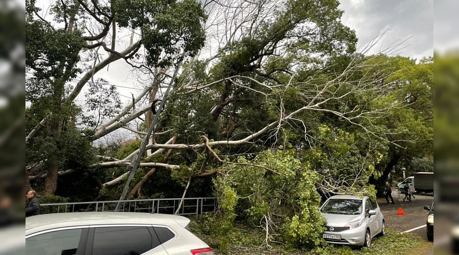  © Фото пресс-службы администрации Сочи