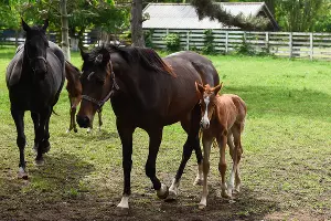 УОХ &laquo;Кубань&raquo; &copy;&nbsp;Фото Елены Синеок, Юга.ру