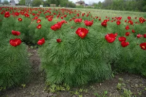 Пион тонколистный &copy;&nbsp;Фото Ботанического сада ЮФУ