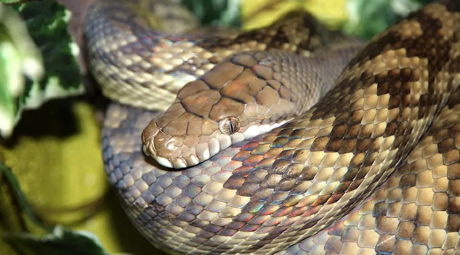  &copy;&nbsp;Фото с сайта pixabay.com