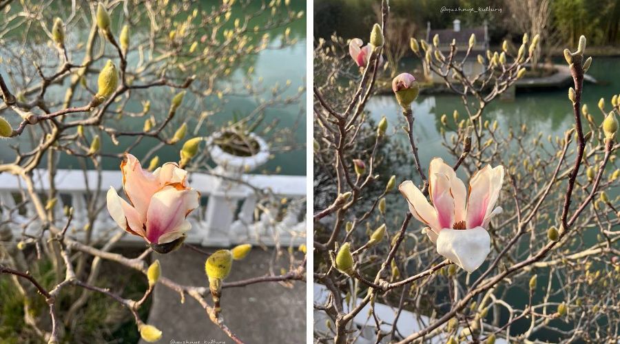  &copy;&nbsp;Скриншоты фото из телеграм-канала &laquo;Парк &laquo;Южные культуры&raquo;