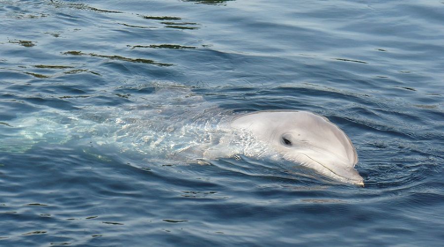  © Фото с сайта pixabay.com