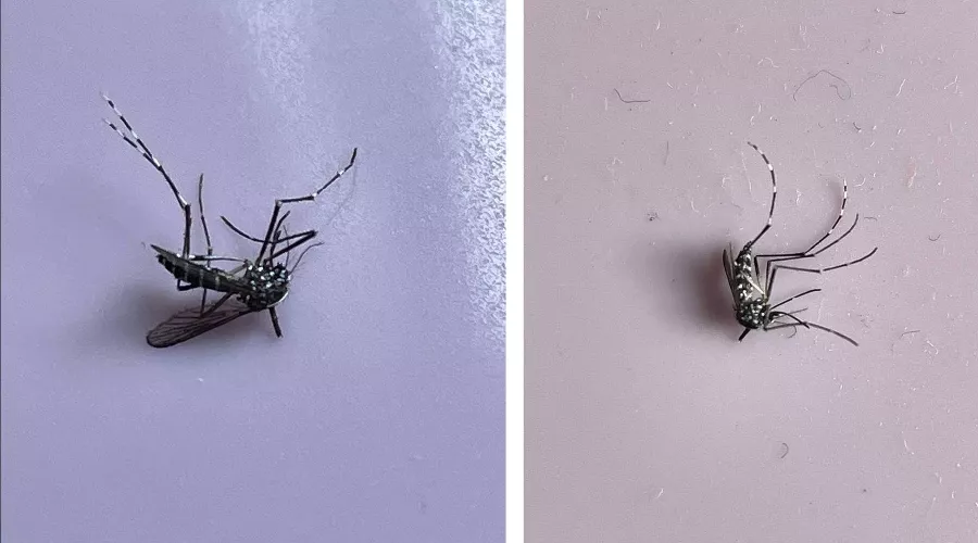 Тигровый комар &copy;&nbsp;Коллаж из скриншотов фото из телеграм-канала &laquo;Сочи Онлайн&raquo;