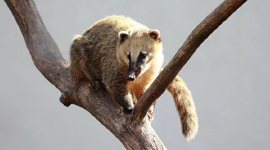 Носуха &copy;&nbsp;Фото jantichy с сайта pixabay.com