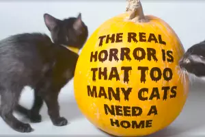  &copy;&nbsp;Скриншот видео facebook.com/mashable