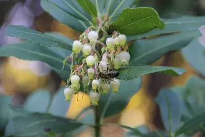 Земляничник крупноплодный &copy;&nbsp;Фото пресс-службы Сочинского национального парка