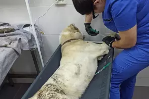  &copy;&nbsp;Фото приюта prodobro.team в Крымске