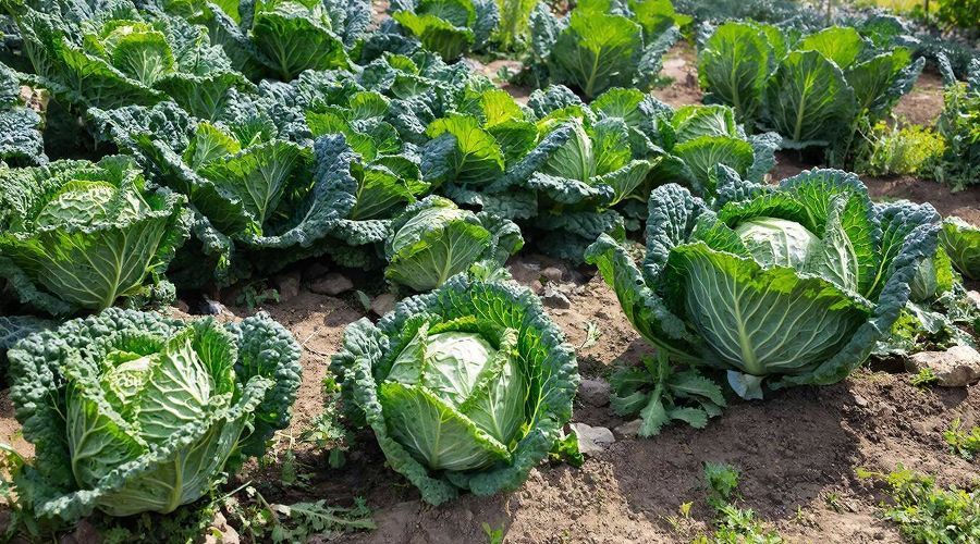 капуста &copy;&nbsp;Изображение сгенерировано нейросетью Gigachat