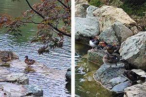  © Коллаж из скриншотов фото из телеграм-канала «Японский Сад. Краснодар»