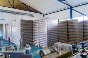  &copy;&nbsp;Фото предоставлено пресс-службой АО &laquo;Комбинат &laquo;Дары Кубани&raquo;