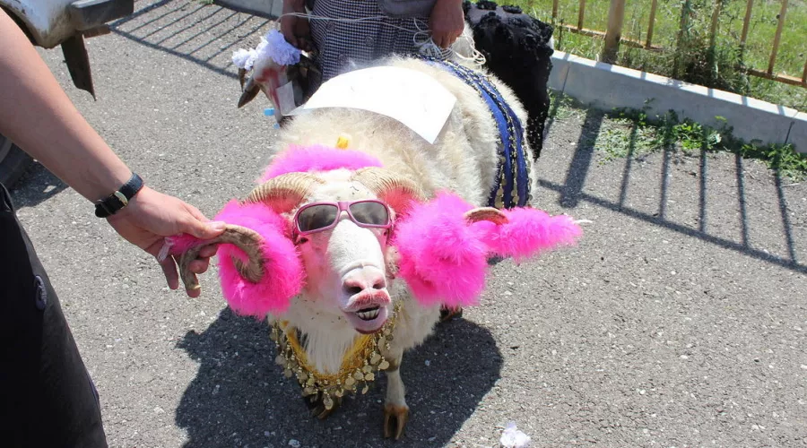 В Дагестане выбрали самую красивую овцу &copy;&nbsp;Фото пресс-службы Буйнакского района республики Дагестан, буйнакскийрайон.рф