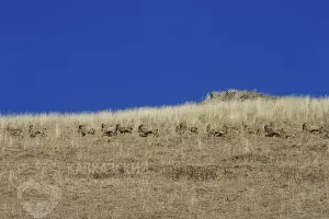  &copy;&nbsp;Фото пресс-службы Кавказского заповедника