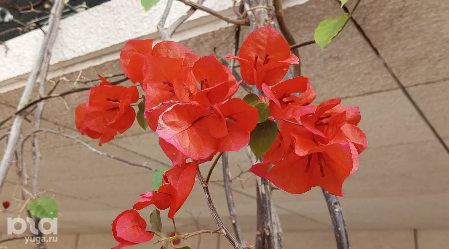 Весна в парке «Краснодар» &copy;&nbsp;фото Андрея Малёваного