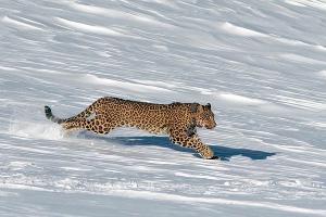 Преднеазиатский леопард © Фото пресс-службы Кавказского биосферного заповедника
