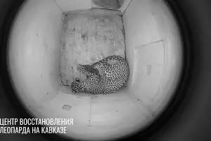  &copy;&nbsp;скриншот видео телеграм-канала Центра восстановления леопарда https://t.me/leopardcenter/210