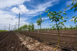 Опытная станция учхоза &laquo;Кубань&raquo; &copy;&nbsp;Фото Елены Синеок, Юга.ру