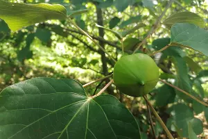  &copy;&nbsp;Фото пресс-службы нацпарка Сочи