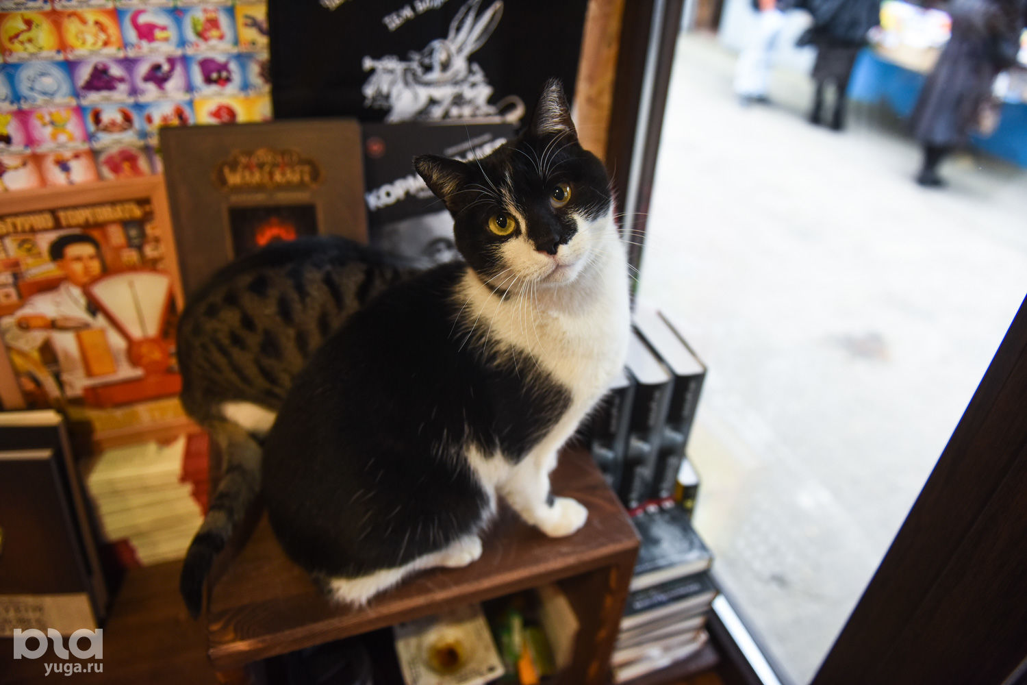 Книжный магазин «Кот ученый» © Фото Елены Синеок, Юга.ру