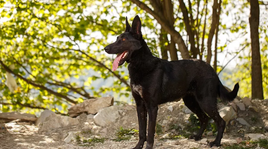  &copy;&nbsp;Фото пресс-службы курорта &laquo;Роза Хутор&raquo;