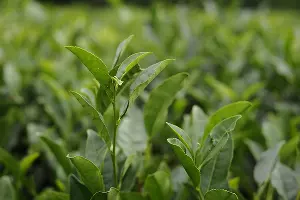 Чайная плантация &copy;&nbsp;Фото Александра Никонова, Юга.ру