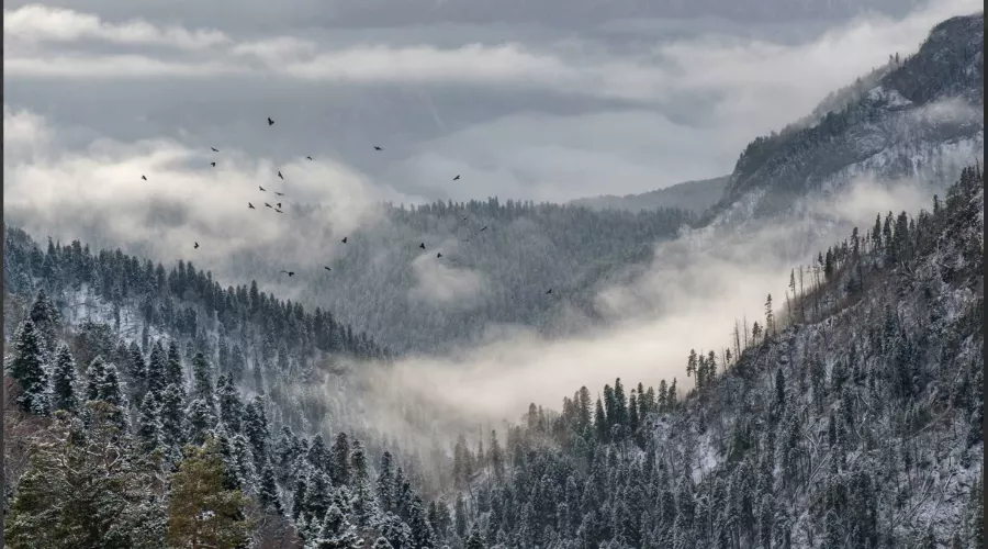  &copy;&nbsp;Скриншот из телеграм-канала &laquo;Кавказский заповедник&raquo; https://t.me/kavkazzapoved/1238