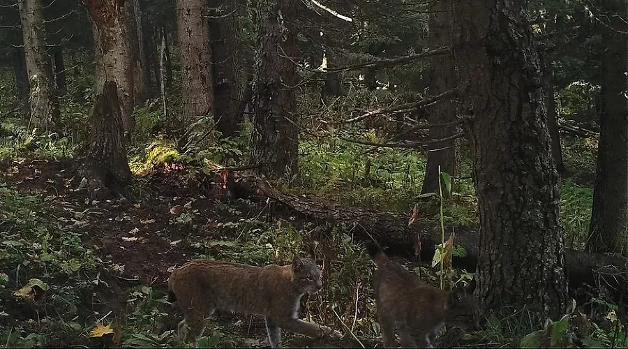 &copy;&nbsp;Фото пресс-службы Кавказского биосферного заповедника