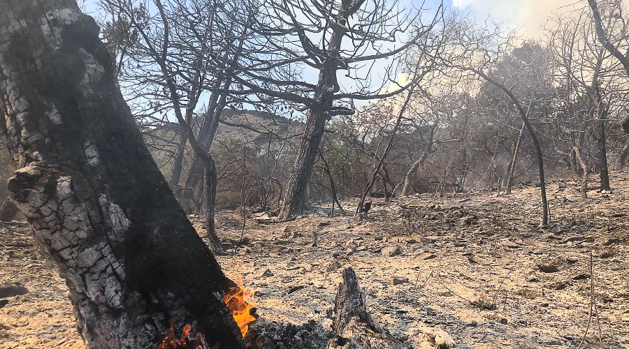 Пожар в заповеднике «Утриш» &copy;&nbsp;Фото Марии Сотсковой