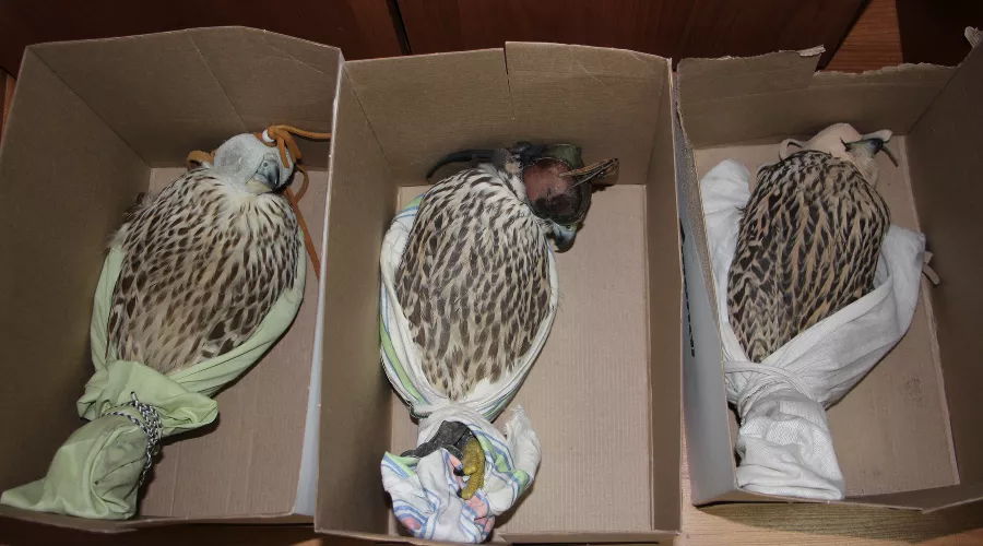  &copy;&nbsp;Фото пресс-службы ФТС Республики Дагестан