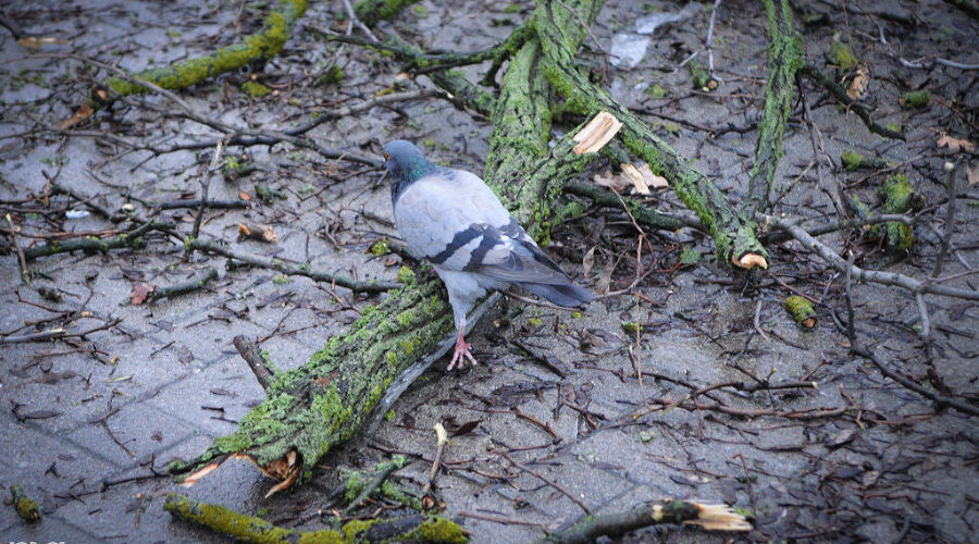 Ликвидация последствий ледяного дождя в Краснодаре &copy;&nbsp;Елена Синеок, ЮГА.ру