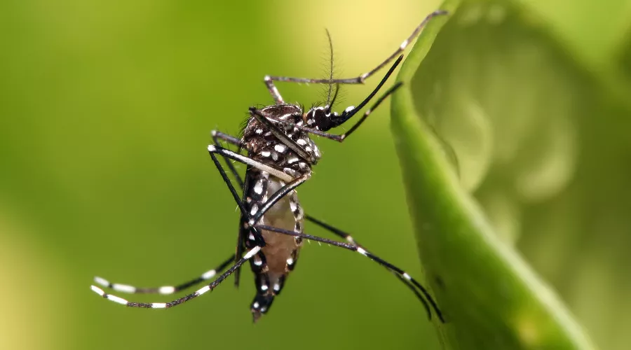 Комар Aedes aegypti &copy;&nbsp;Фото с сайта wikipedia.org