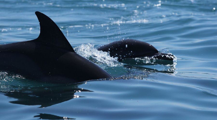  © Фото со страницы vk.com/delfacenter