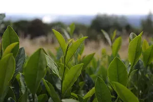 Чайная плантация &copy;&nbsp;Фото Александра Никонова, Юга.ру