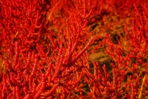 Солерос. Станица Благовещенская &copy;&nbsp;Фото Вячеслава Ревуна