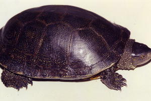  © Фото предоставлено пресс-службой Сочинского нацпарка