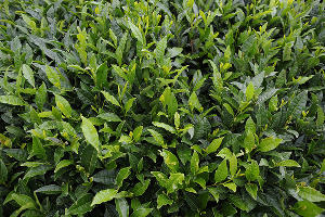  © Фото Александра Никонова, Юга.ру