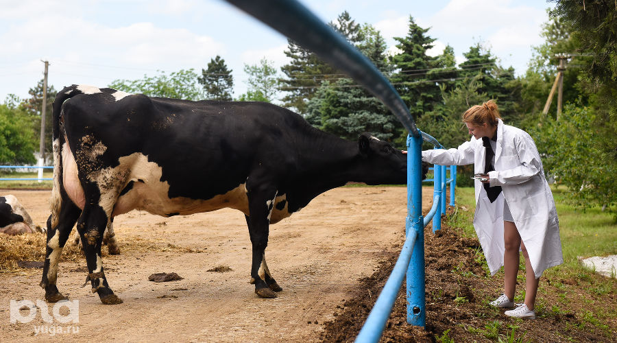  © Фото Елены Синеок, Юга.ру