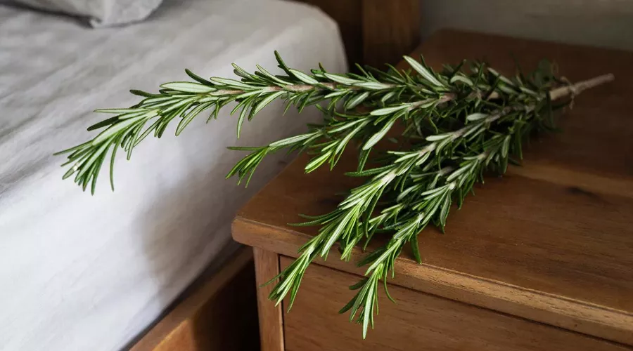 розмарин &copy;&nbsp;Изображение сгенерировано нейросетью Gigachat