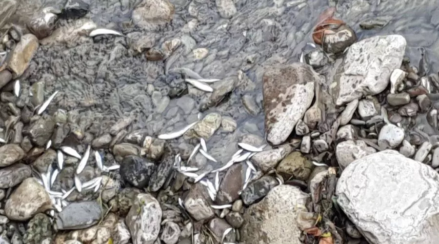  &copy;&nbsp;Скриншот фото из телеграм-канала &laquo;ЧП Дагомыс&raquo;