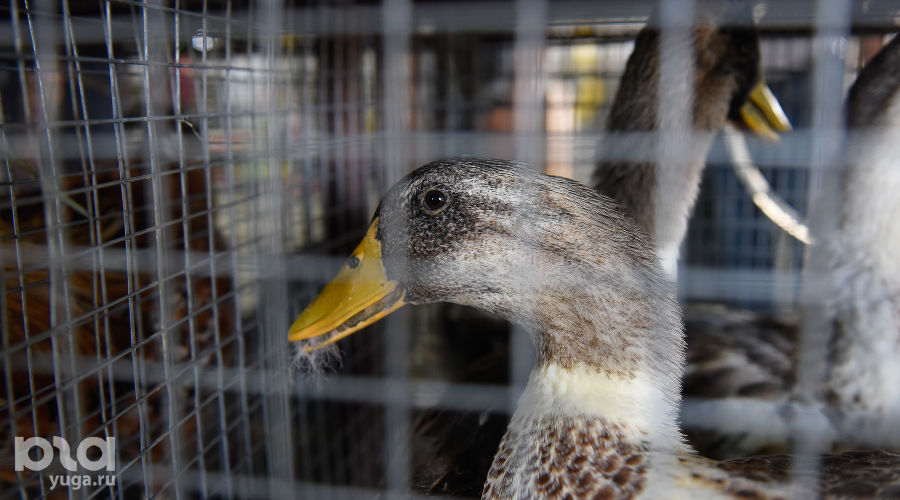  © Фото Елены Синеок, Юга.ру